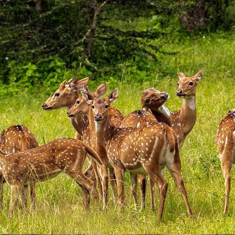 deer-group-at-udawalawa-national-park.webp