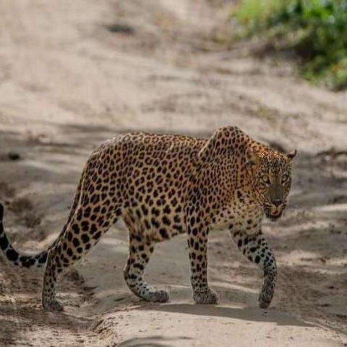 leopad-at-udawalawa-national-park.webp