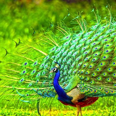 peacock-at-udawalawa-national-park.webp