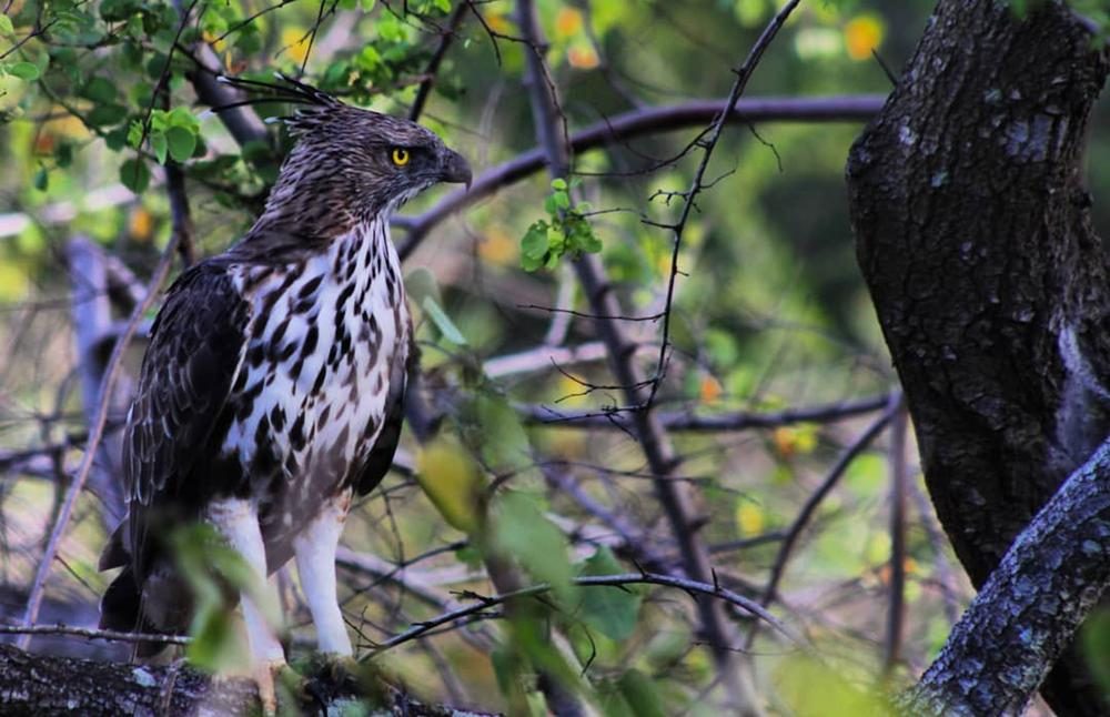 bird-at-udawalawa-national-park.webp