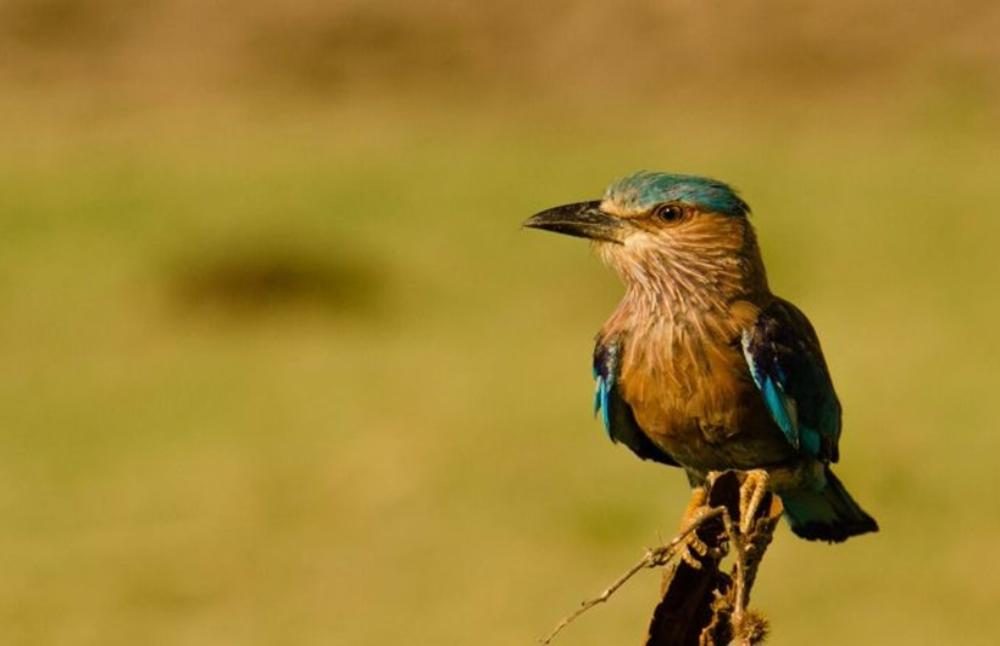 bird2-at-udawalawa-national-park