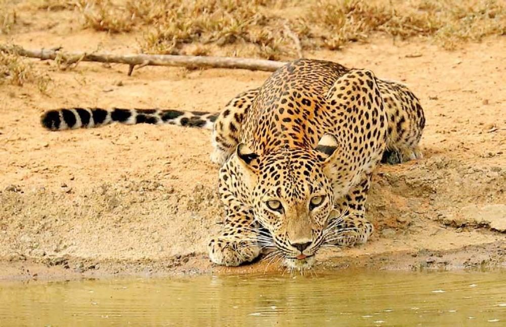 leopard-at-udawalawa-national-park.webp