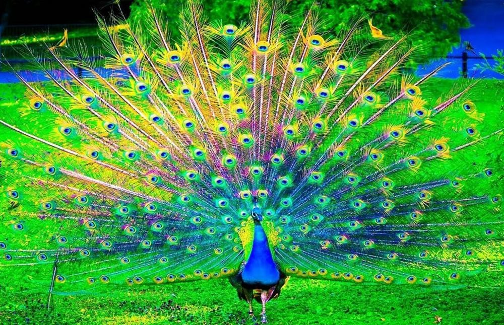peacock-at-udawalawa-national-park.webp