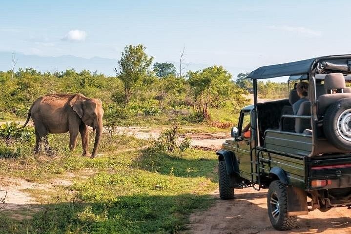 safari-at-udawalawa-national-park.webp