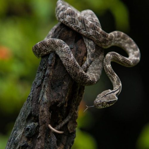 snake-at-udawalawa-national-park.webp
